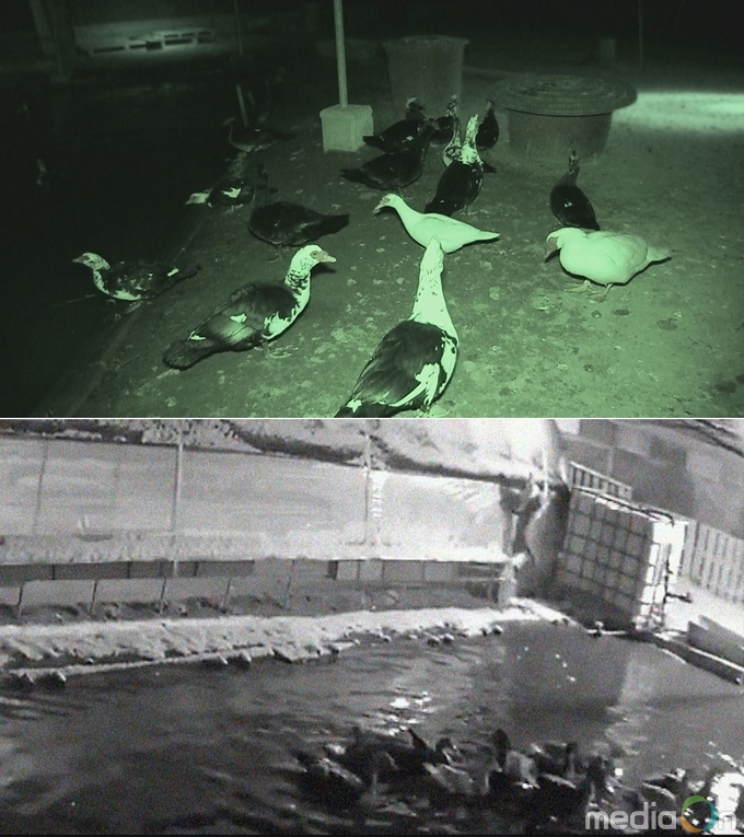 동물농장, 기러기 농장 핏빛 미스터리 / 하반신 마비견 봉이의 기적