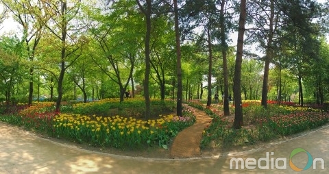 서울숲, 8만5000송이의 대규모 ‘튤립정원’ 조성